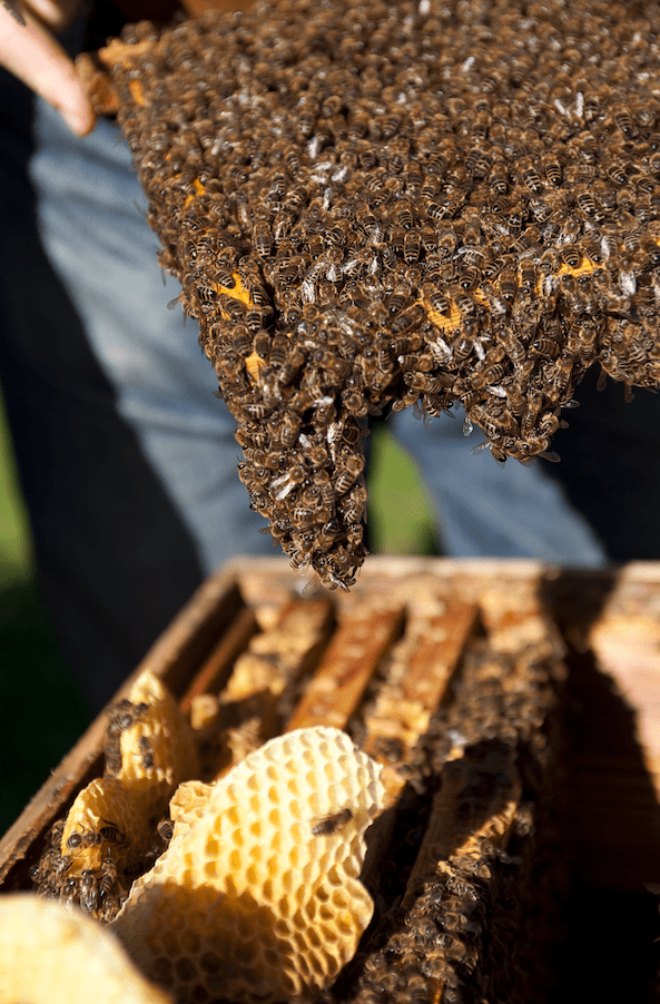 Bienen auf der Beute