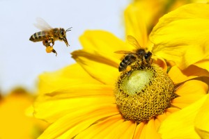 Bee in flight and Dahlia Garden (Dahlia Cav.)
