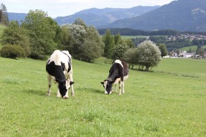 Foto: © BIO AUSTRIA/Edler