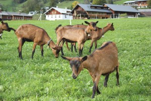 Foto: © BIO AUSTRIA/Edler