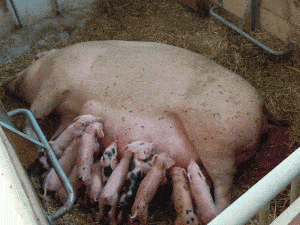 Foto: © BIO AUSTRIA/Wlcek