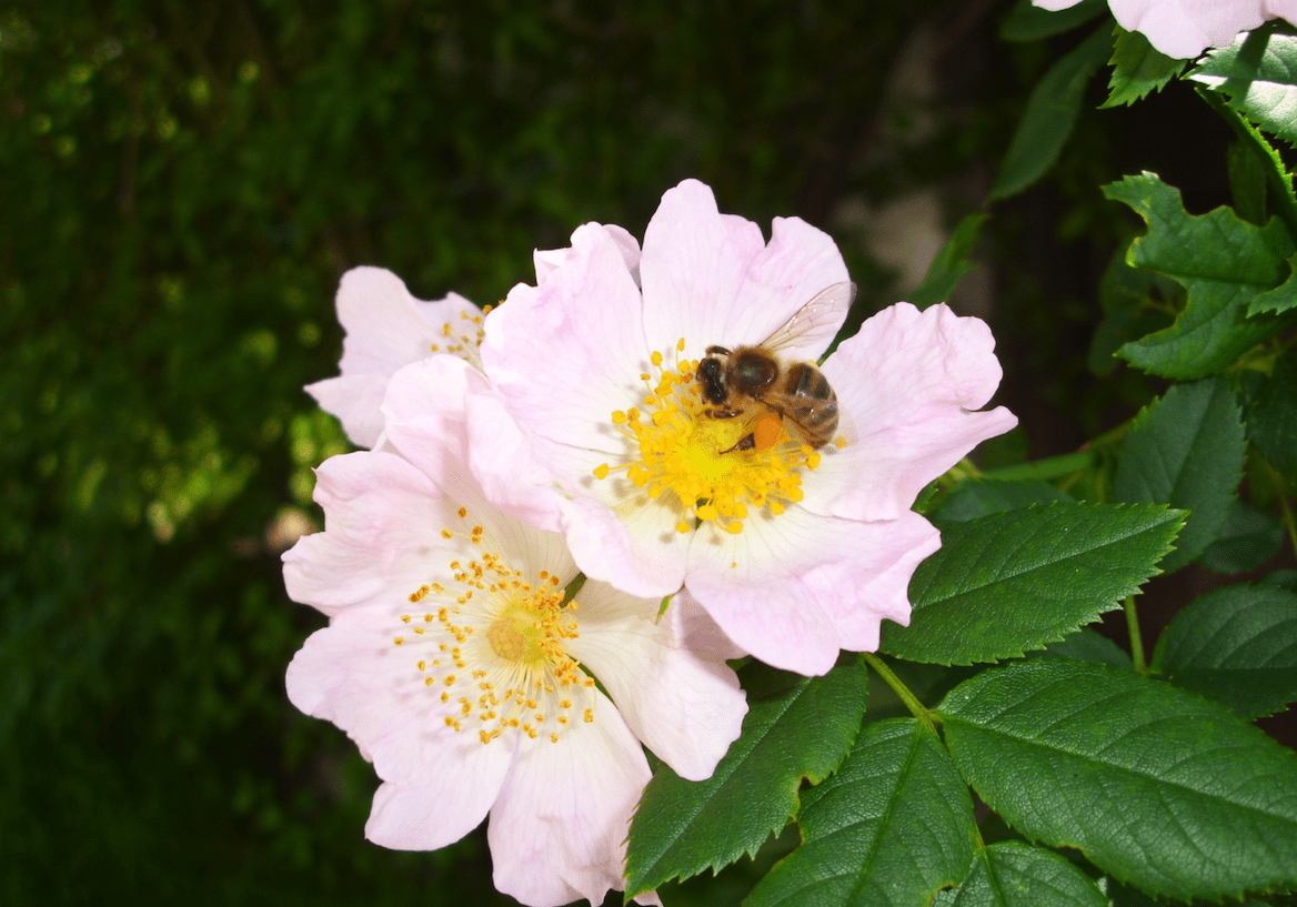 biene auf blume