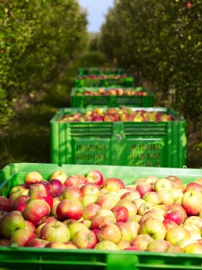 Foto: © BIO AUSTRIA/Golser
