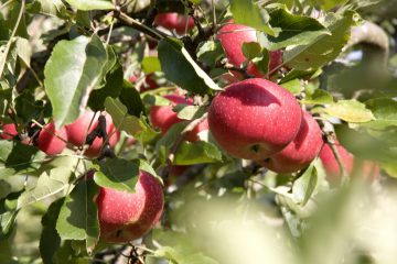Äpfel
