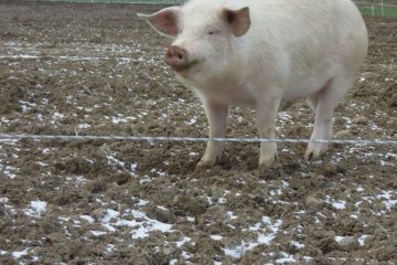 Freilandschwein