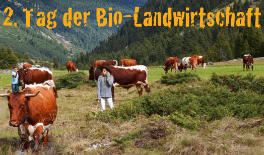 2. Tag der Bio-Landwirtschaft: Bild einer Bio-Almweide mit Pinzgauer Kühen