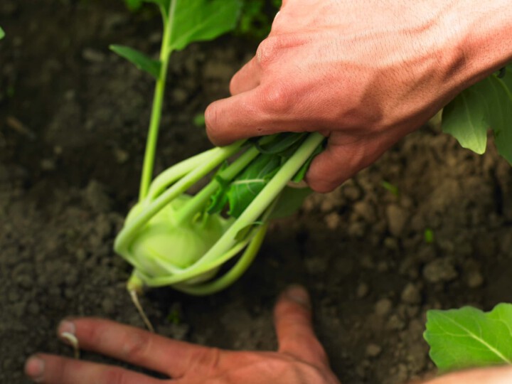 Kohlrabi