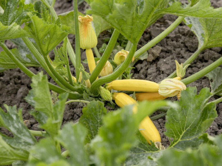 Zucchini