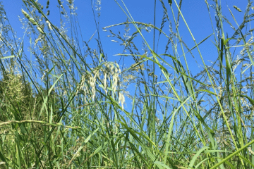 Wiese