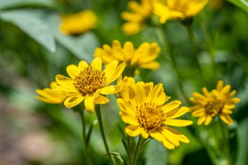 Blume