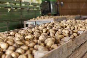 Kartoffeln in Kisten