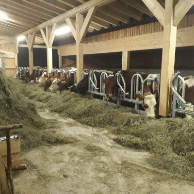 © Wind Rinder im Stall