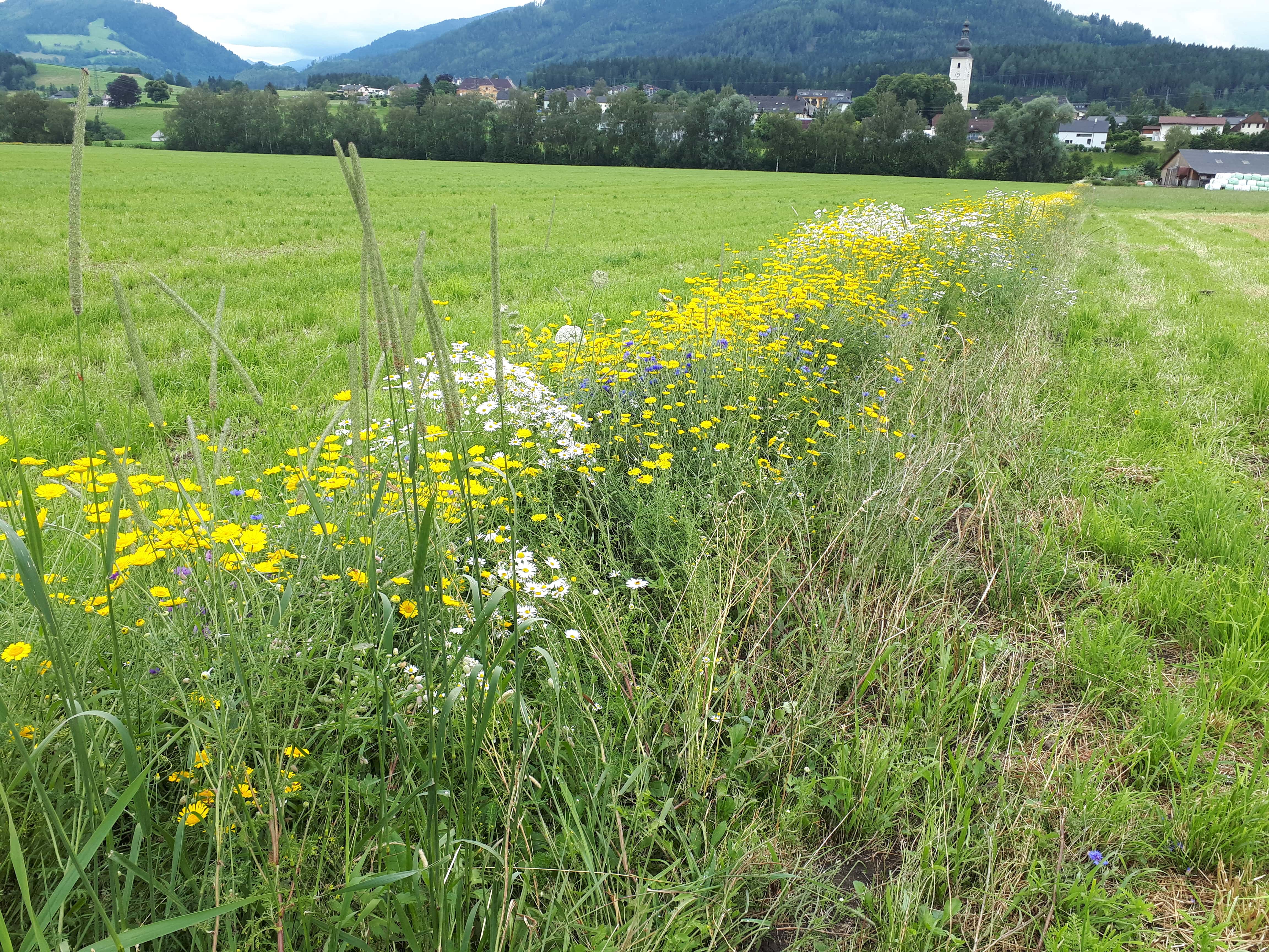 Neuanlage und Einsaat von artenreichem Grnland - BIO AUSTRIA