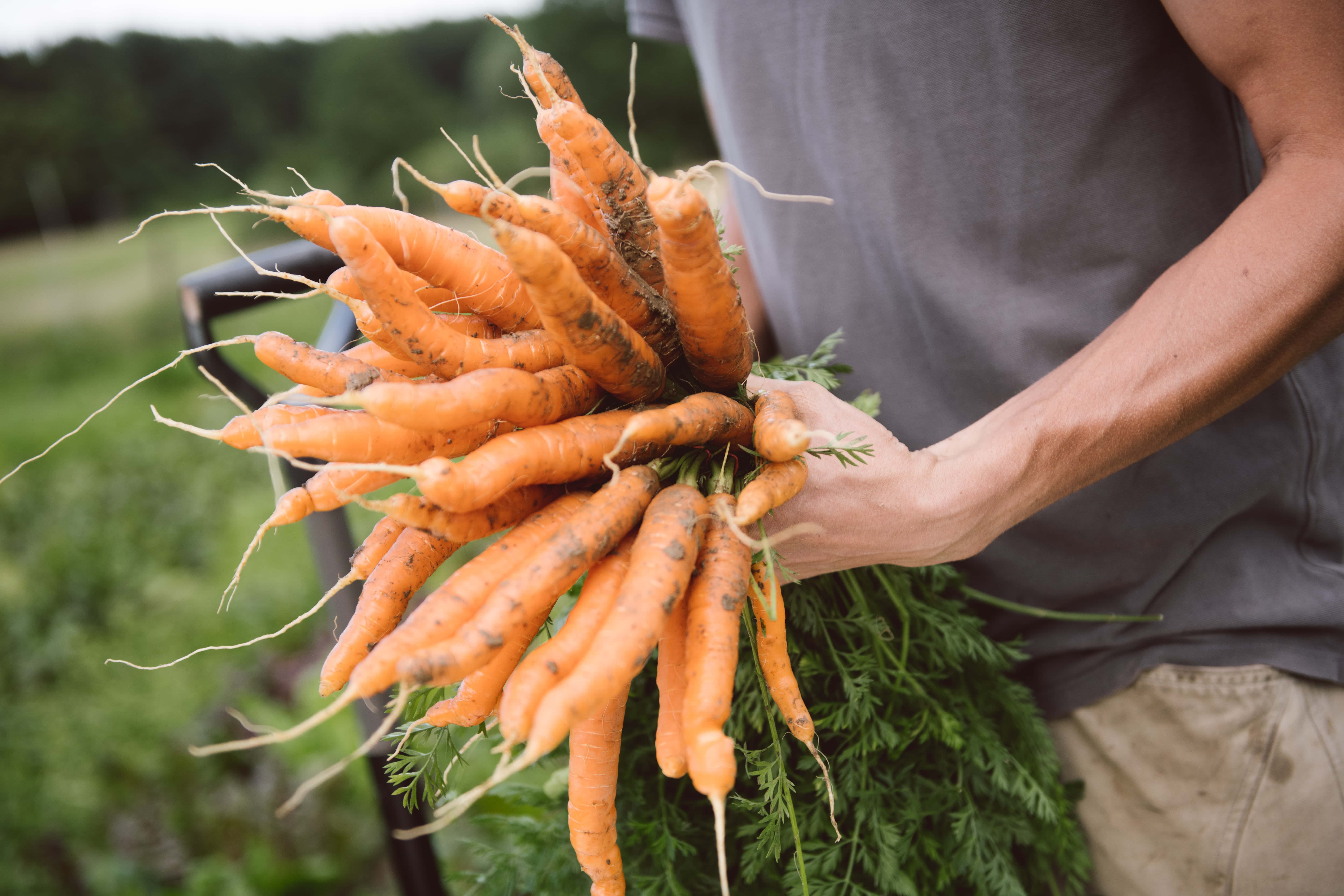 Karotten in der Hand