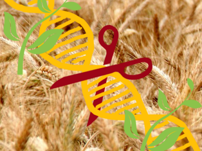 DNA Schere Pflanzen