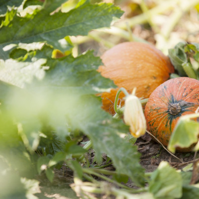 Kürbisse am Feld Blumau