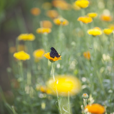 Schmetterling auf Blume