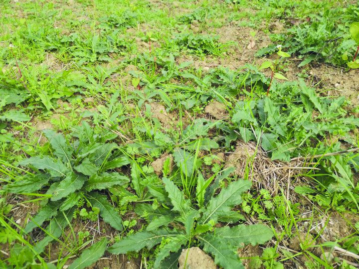 Ackerkratzdistel