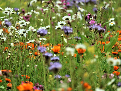 Grünfläche mit div. Blumen
