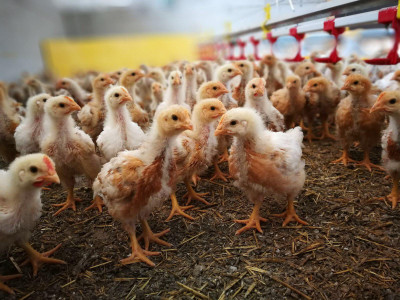 Bio-Mastkücken im Stall