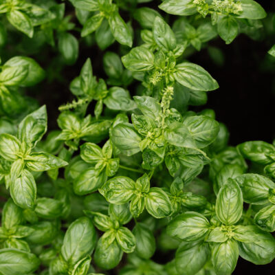 © Slowfood/Mara Hohla Basilikum