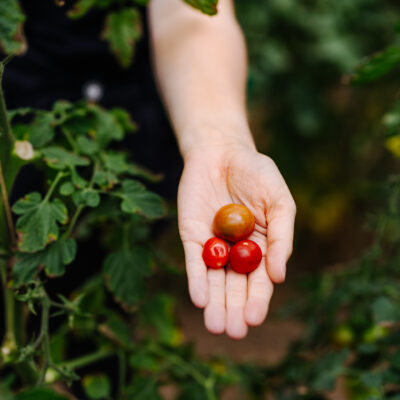 © Slowfood/Mara Hohla Bio-Tomaten