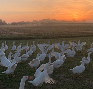 © Knor Bio Hof Gänse Sonnenuntergang