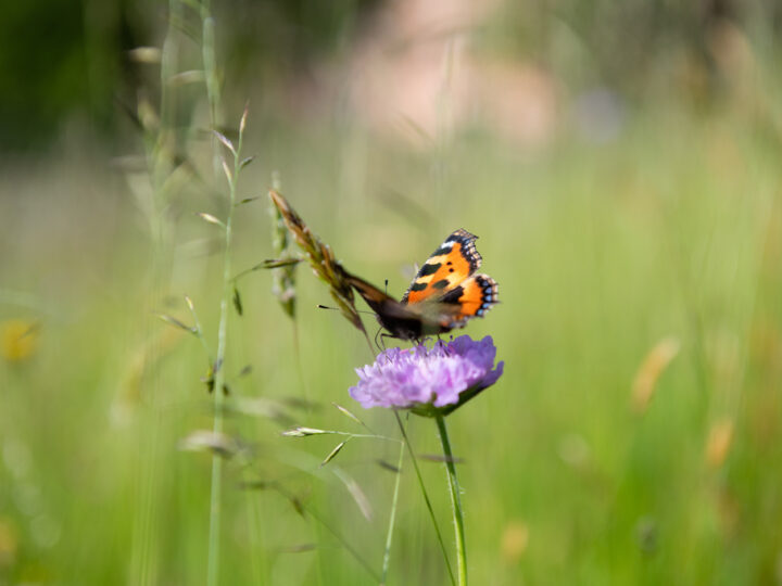 Schmetterling auf lila Blume in Wiese