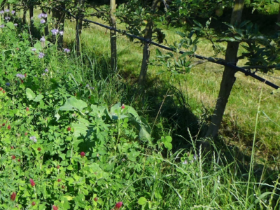 Biodiv. Wiese unter Weinreben
