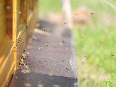 Bienen vor Bienenstock