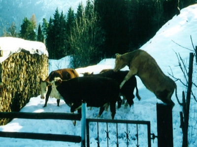 Rinder im Winter