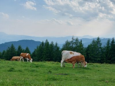 Kuh auf Weide