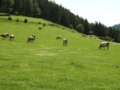 Rinder auf Weide