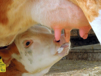 Kalb trinkt Milch