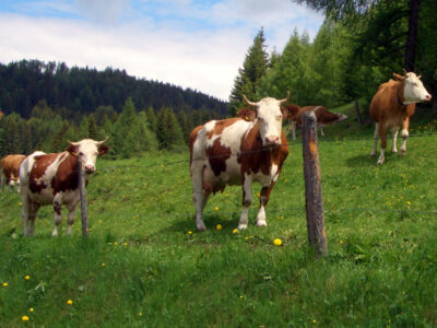 Rinder auf Alm