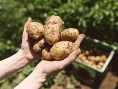 © Christoph Liebentritt Kartoffel in Händen