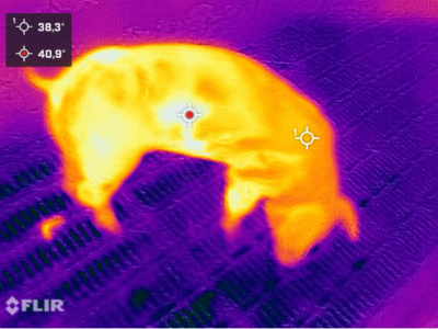 © Charlotte Schlenker Schwein aus Sicht durch Wärmebildkamera