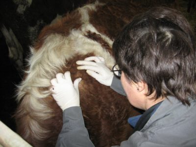 Tierärztin mit Rind