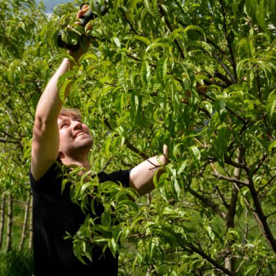 © BIO AUSTRIA Steiermark Bauer beim Obstbaumschnitt