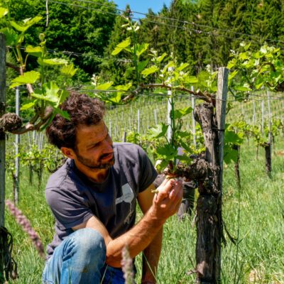 © BIO AUSTRIA Steiermark Biobauer im Weingarten