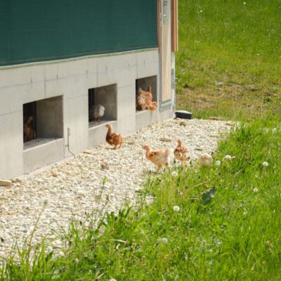 © BIO AUSTRIA Steiermark Hühner auf Wiese