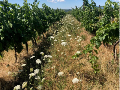 Grünfläche zwischen Weinreben