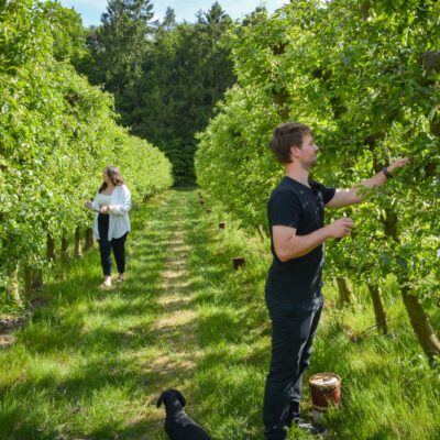 © BIO AUSTRIA Steiermark Menschen kontrollieren Apfelknospen