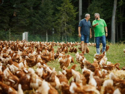 Menschen mit Hühnern auf Wiese