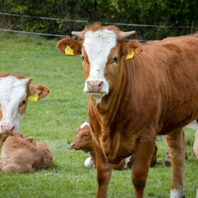 © BIO AUSTRIA Steiermark Kuh auf Weide
