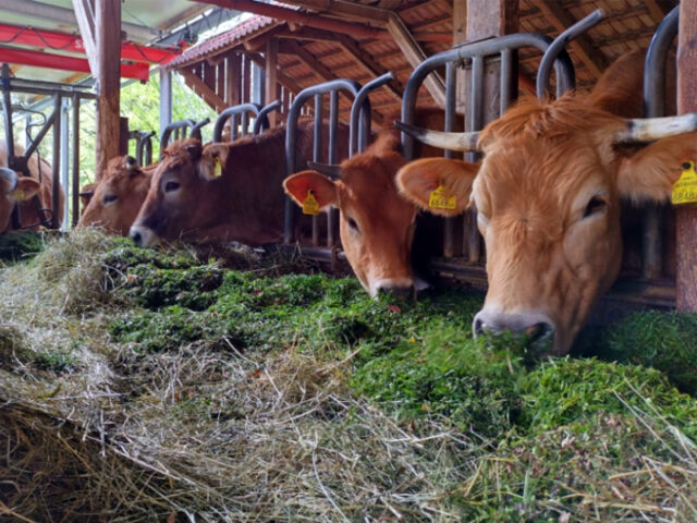 Kühe fressen Futter im Stall