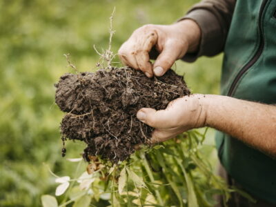 Bodenprobe in der Hand