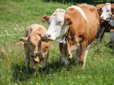 Kuh mit Kalb