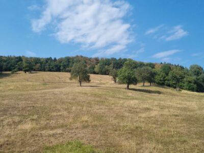 Wiese Trockenheit