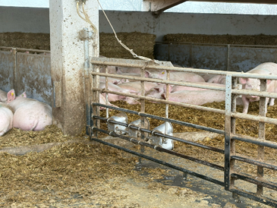 Bio-Schweinestall - Innenaufnahme v. Schweinen